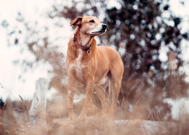 Piękny brązowy pies rasy Rhodesian Ridgeback na pustkowiu