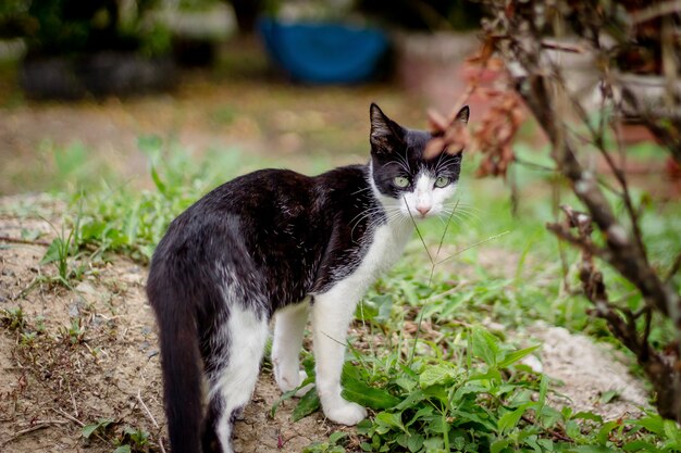 Piękny czarny i biały kot strzelał z bliska zamkniętego w ogródzie