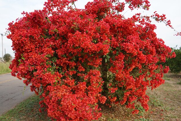 Piękny Czerwony Wiosenny Kwiat Na Polu Premium Zdjęcia