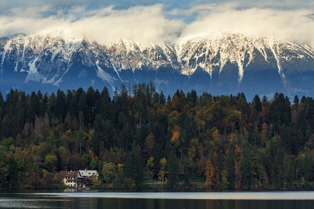 Piękny drzewny las blisko jeziora z śnieżnymi górami w tle w Krwawiący, Slovenia