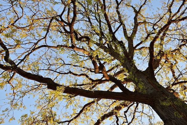 Piękny drzewo przy zmierzchem słońce. Naturalne tło koncepcji ekologicznej.