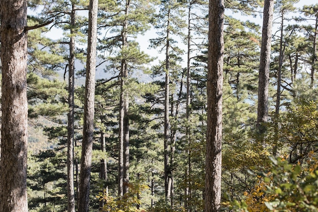 Piękny dzień na świeżym powietrzu w lesie