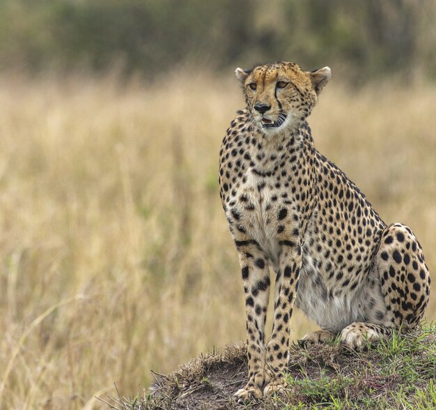 Piękny gepard na żółtej suchej łące