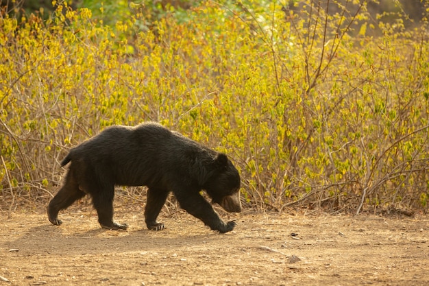 Piękny i bardzo rzadki niedźwiedź leniwiec w naturalnym środowisku w Indiach