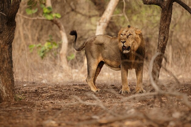Piękny i rzadki lew azjatycki w naturalnym środowisku w parku narodowym Gir