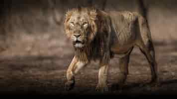 Bezpłatne zdjęcie piękny i rzadki samiec lwa azjatyckiego w naturalnym środowisku w parku narodowym gir w indiach