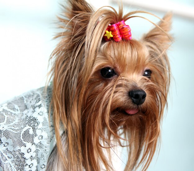 Piękny i uroczy pies yorkshire terrier