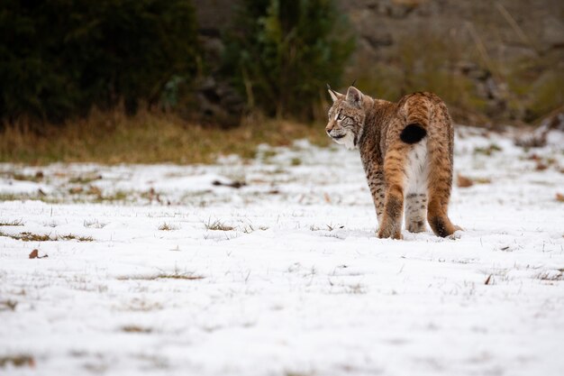 Piękny i zagrożony ryś euroazjatycki w naturalnym środowisku Lynx lynx