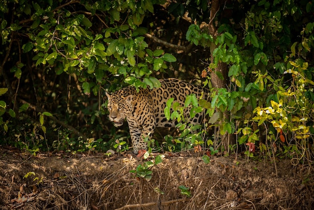 Piękny i zagrożony wyginięciem jaguar amerykański w naturalnym środowisku Panthera onca dziki brazylijski brazylijski dzikość pantanal zielona dżungla duże koty