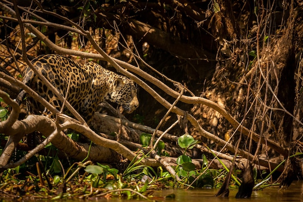 Piękny i zagrożony wyginięciem jaguar amerykański w naturalnym środowisku panthera onca dziki brazylijski brazylijski dzikość pantanal zielona dżungla duże koty