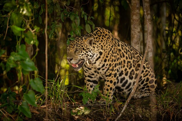 Piękny i zagrożony wyginięciem jaguar amerykański w naturalnym środowisku Panthera onca dziki brazylijski brazylijski dzikość pantanal zielona dżungla duże koty