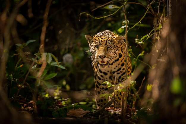 Piękny i zagrożony wyginięciem jaguar amerykański w naturalnym środowisku Panthera onca dziki brazylijski brazylijski dzikość pantanal zielona dżungla duże koty