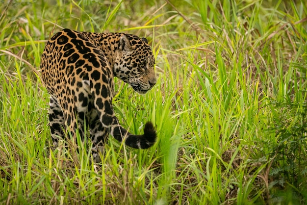 Bezpłatne zdjęcie piękny i zagrożony wyginięciem jaguar amerykański w naturalnym środowisku panthera onca dziki brazylijski brazylijski dzikość pantanal zielona dżungla duże koty