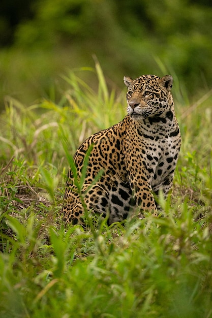 Bezpłatne zdjęcie piękny i zagrożony wyginięciem jaguar amerykański w naturalnym środowisku panthera onca dziki brazylijski brazylijski dzikość pantanal zielona dżungla duże koty