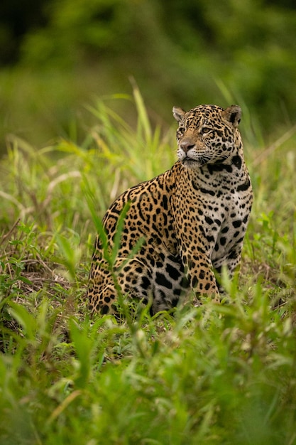 Piękny i zagrożony wyginięciem jaguar amerykański w naturalnym środowisku Panthera onca dziki brazylijski brazylijski dzikość pantanal zielona dżungla duże koty