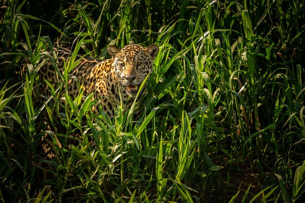 Piękny i zagrożony wyginięciem jaguar amerykański w naturalnym środowisku Panthera onca dziki brazylijski brazylijski dzikość pantanal zielona dżungla duże koty