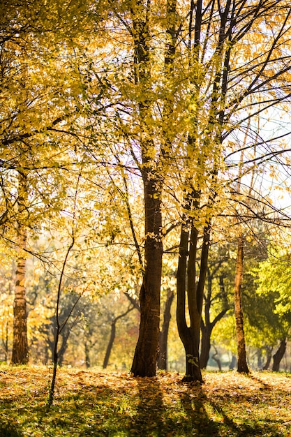 Piękny jesienny park. Jesienne drzewa i liście. Jesienny krajobraz. Park jesienią. Las jesienią.