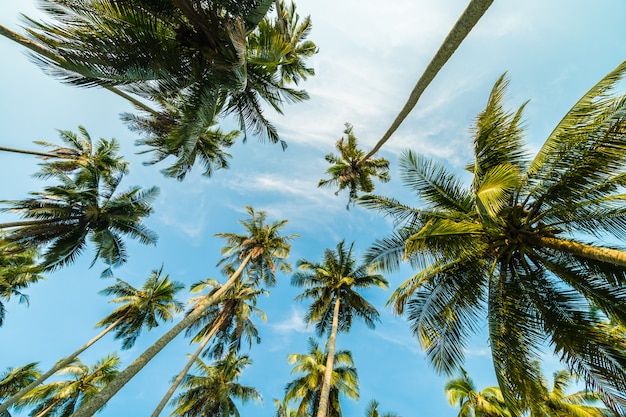 Piękny kokosowy drzewko palmowe na niebieskim niebie