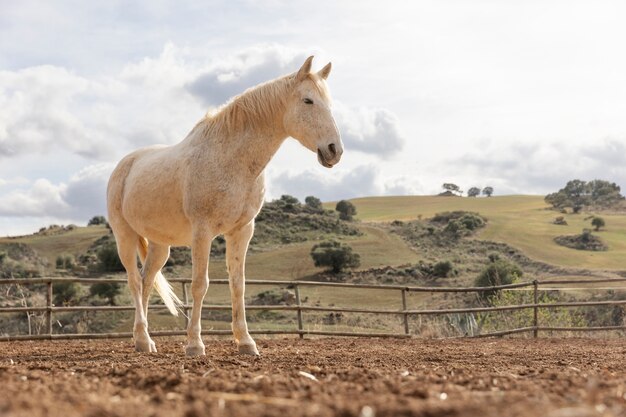 Piękny koń jednorożca w przyrodzie