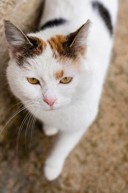 Piękny kot z białym futerkiem i zielonymi oczami
