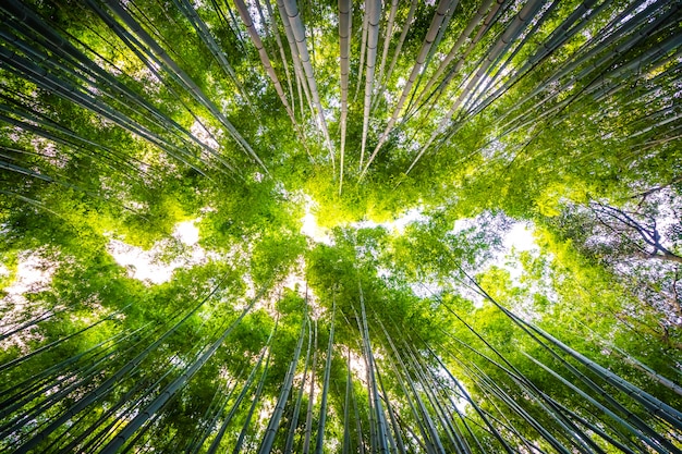 Piękny krajobraz bambusowy gaj w lesie przy Arashiyama Kyoto