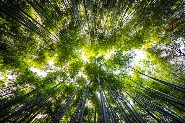 Piękny krajobraz bambusowy gaj w lesie przy Arashiyama Kyoto