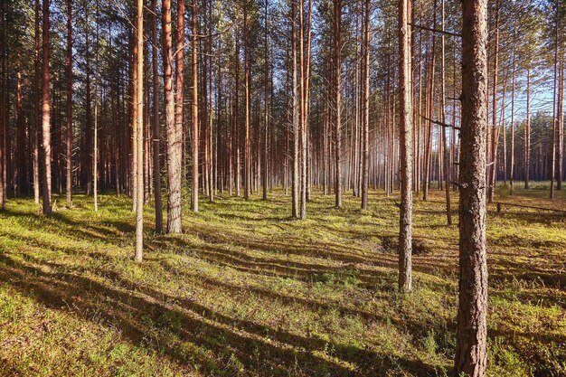 Piękny krajobraz lasu sosnowego w letni dzień. Tapeta Natura. Wysokie drzewa sosnowe rosnące w starym lesie.