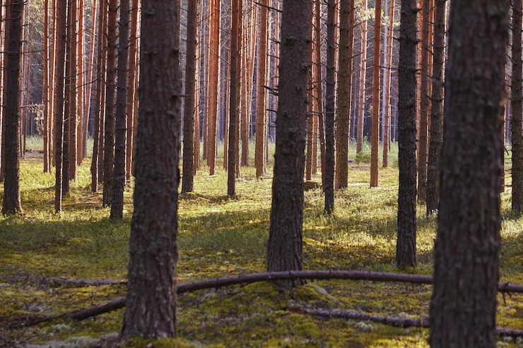 Bezpłatny plik Zdjęcie piękny krajobraz lasu sosnowego w letni dzień. tapeta natura. wysokie drzewa sosnowe rosnące w starym lesie.