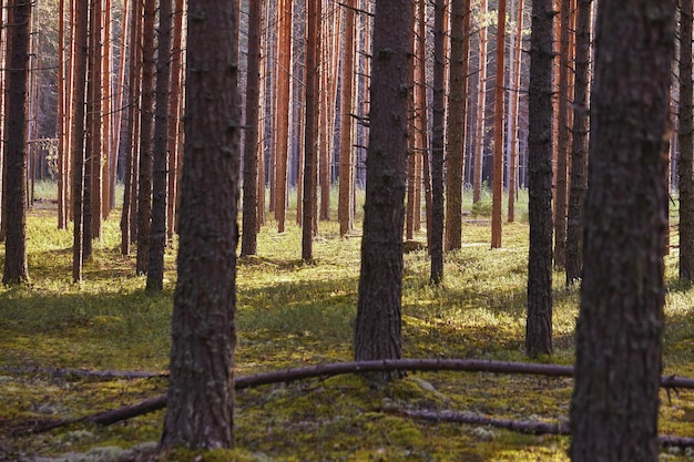 Piękny krajobraz lasu sosnowego w letni dzień. Tapeta Natura. Wysokie drzewa sosnowe rosnące w starym lesie.