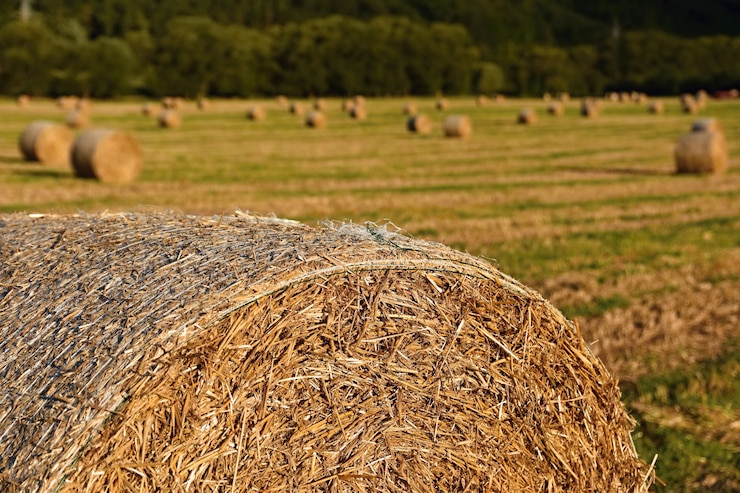 Bezpłatny plik Zdjęcie piękny krajobraz wsi. bele siana na zebranych polach. czechy - europa. agricultura