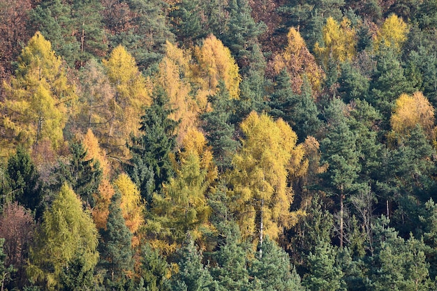 Piękny krajobraz z magicznymi drzewami jesienią