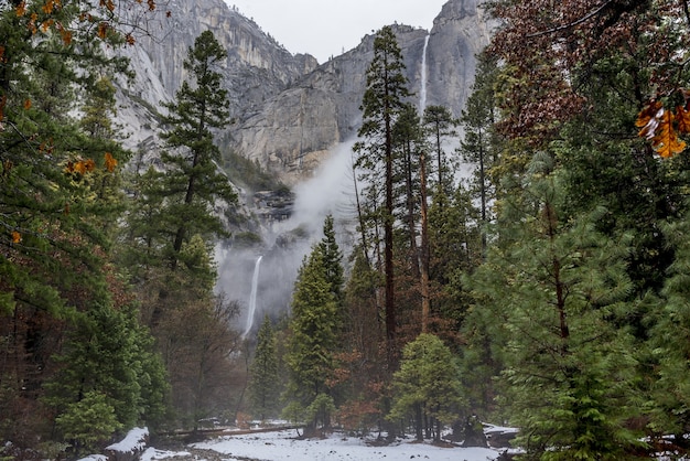 Piękny krajobraz z wysokimi sosnami w Parku Narodowym Yosemite w Kalifornii, USA