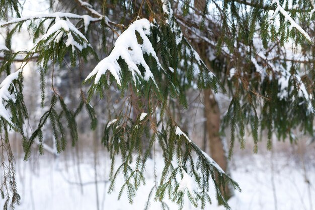 Piękny krajobraz ze śniegiem na drzewie