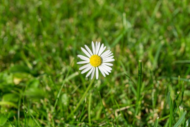 Piękny kwiat biało płatków oxeye daisy w trawiastym polu