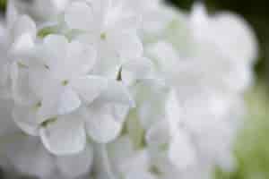 Bezpłatne zdjęcie piękny kwiat hortensji z bliska