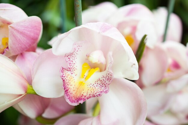 Piękny kwiat orchidei kwitnący w ogrodzie kwiatowym tle