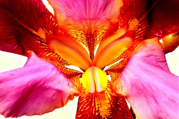 Piękny kwiat tęczówki z bliska. fotografia atmosferyczna