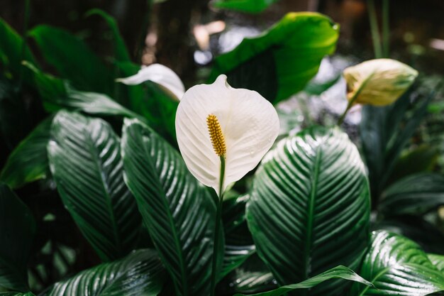 Piękny kwitnący białych kwiatów spathiphyllum