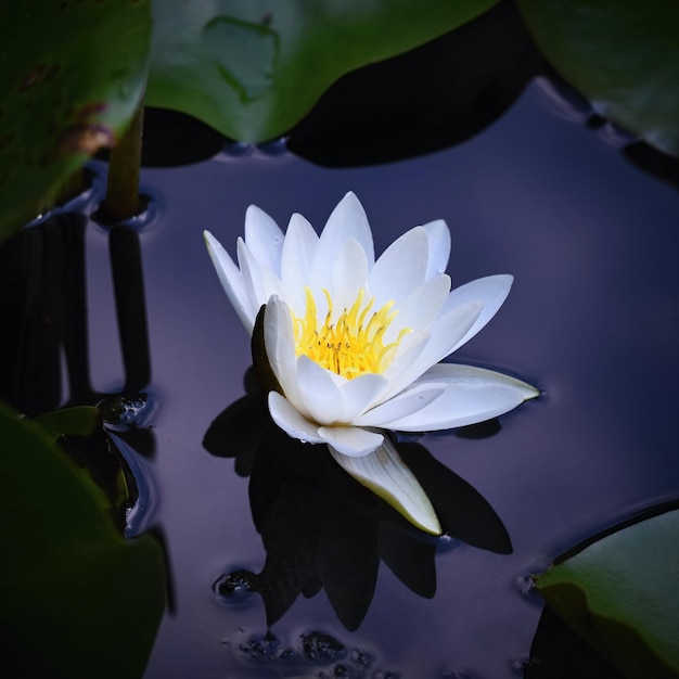 Piękny kwitnący kwiat biała lilia wodna na stawie Nymphaea alba Naturalne kolorowe rozmyte tłoxDxANature