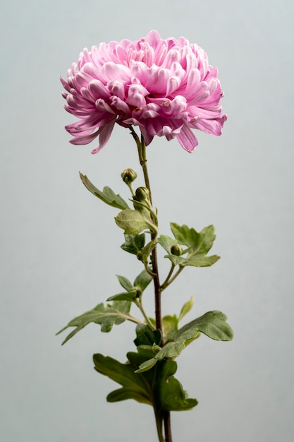 Bezpłatne zdjęcie piękny kwitnący kwiat różowy