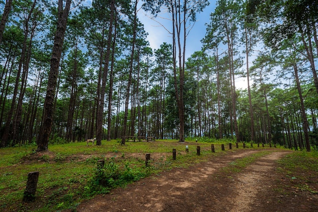 Piękny las modrzewiowy z różnymi drzewami, zielony las sosnowy na górze na szlaku przyrodniczym w parku leśnym doi bo luang, chiang mai, tajlandia rano.