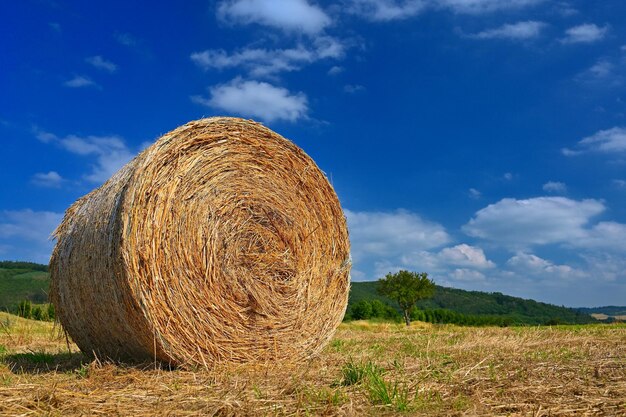 Piękny letni krajobraz Pole rolne Okrągłe wiązki suchej trawy na polu z błękitnym niebem i słońcem