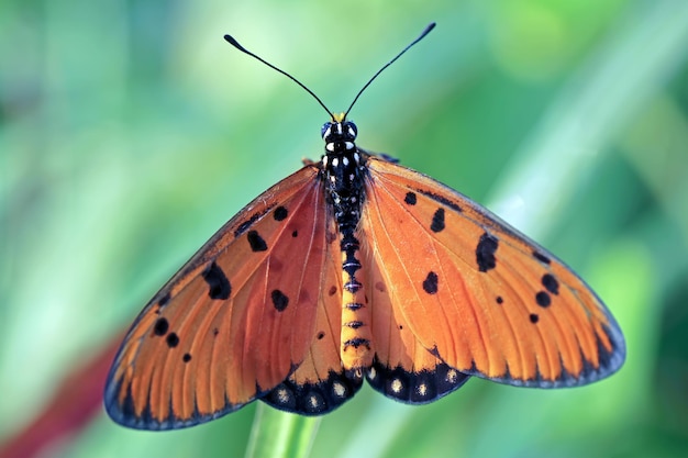 Piękny motyl na gałęzi motyla widok z góry