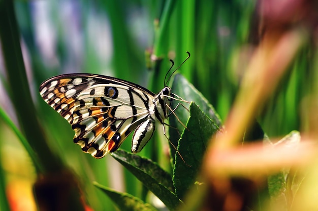 Piękny motyl na zielonych liściach fotografia makro sztuka piękny motyl