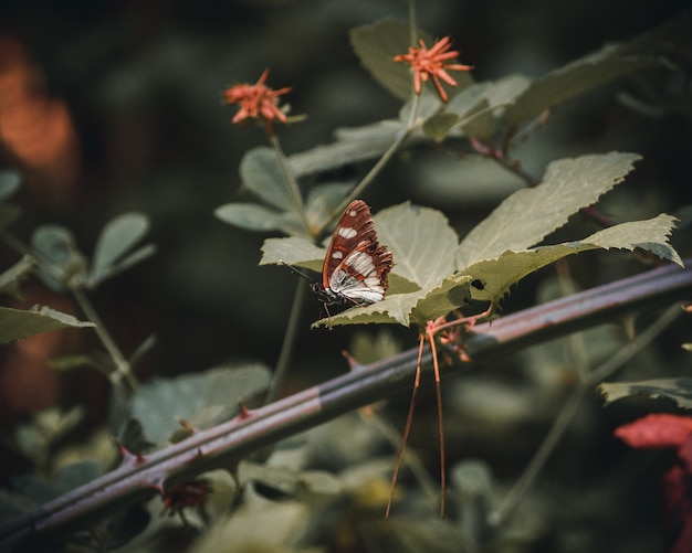 Piękny motyl pozuje na liściu rośliny