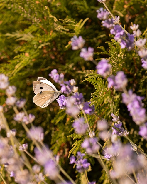 Piękny motyl w koncepcji natury