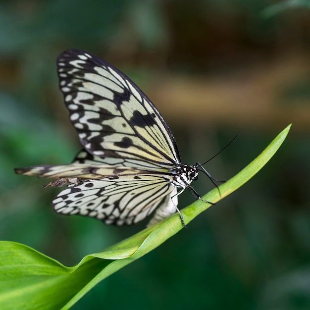 Piękny motyl w naturalnym środowisku