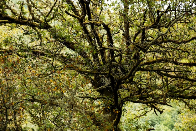 Piękny naturalny krajobraz lasu