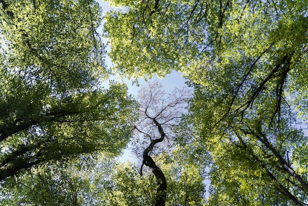 Piękny naturalny zielony las