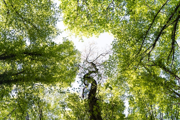 Piękny naturalny zielony las